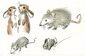 The woodland creatures: illustration