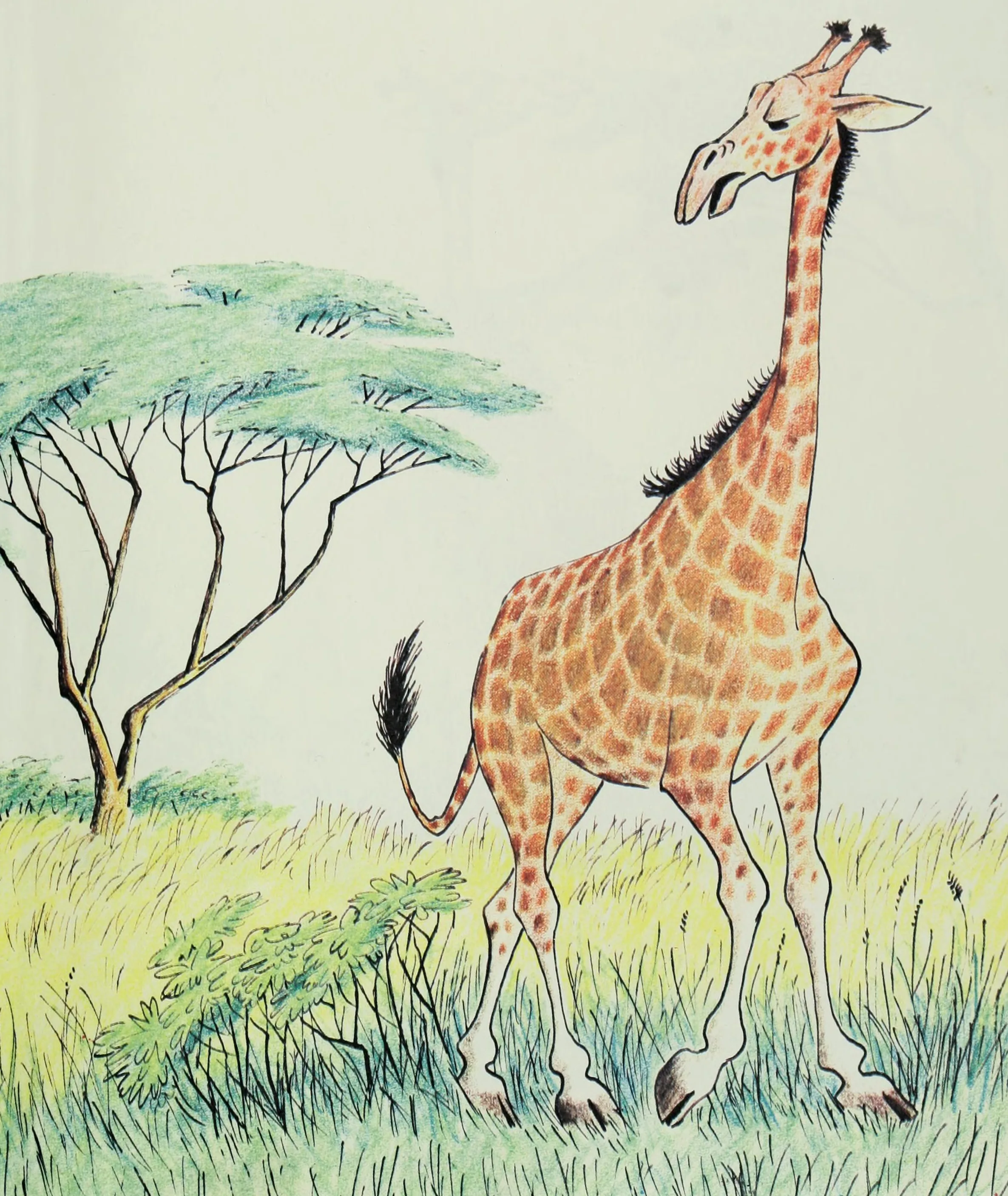 The proud giraffe strolls past the ant