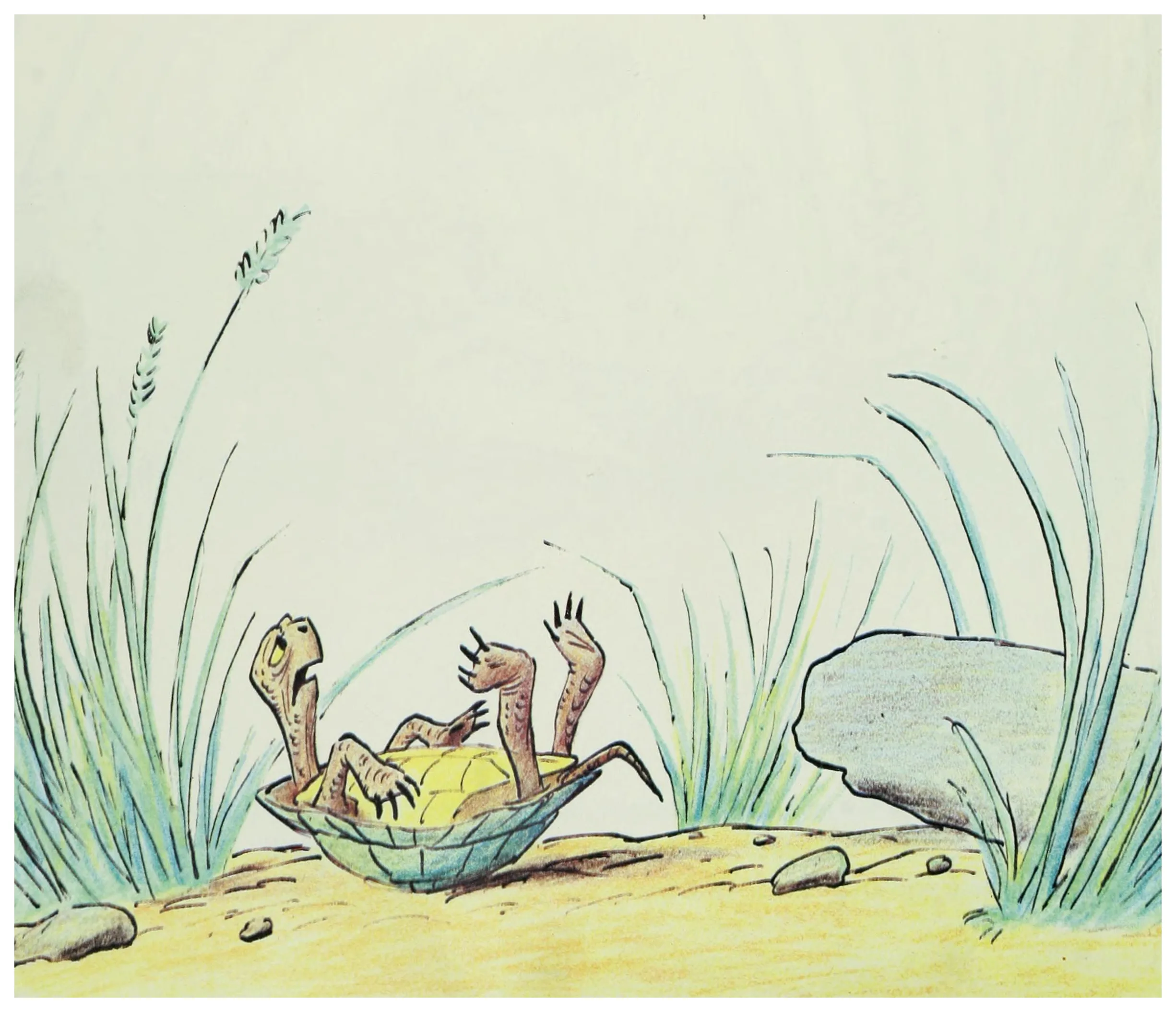 The turtle, stranded on its back, calls for help