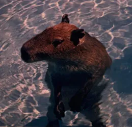 An illustration of the capybara Capyboppy in a backyard pool, by Bill Peet