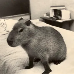 Capy after a nap on Bill Jr's bed