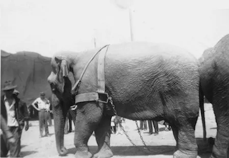 A harnessed circus elephant, photographed by Bill Peet