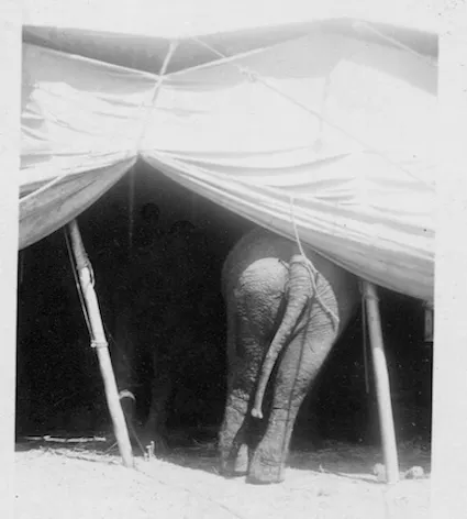 A circus elephant photographed by Bill Peet