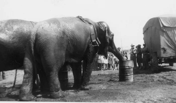 Circus elephants drinking, photographed by Bill Peet