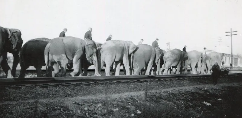 Circus elephants photographed by Bill Peet with his box camera