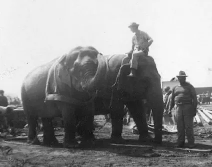 Circus elephants at work, photographed by Bill Peet