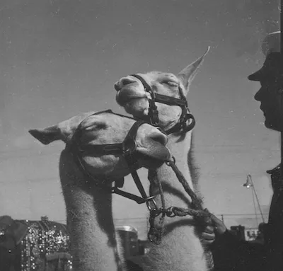 Circus llamas photographed by Bill Peet