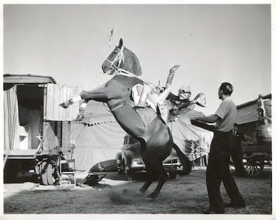 A circus show horse, photographed by Bill Peet
