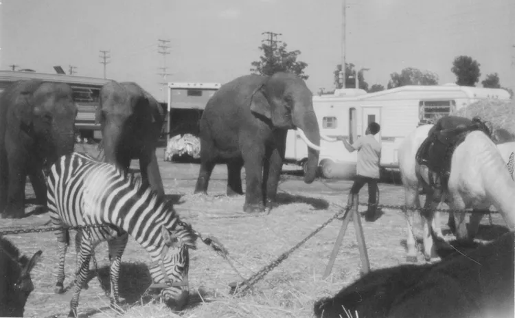 A zebra photographed by Bill Peet for reference