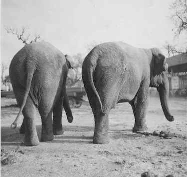 Sketch of a pair of elephants by Bill Peet