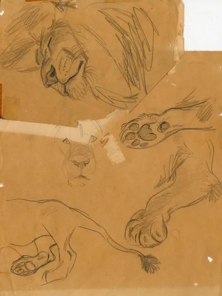 Lion sketches Bill Peet made at the zoo and circus