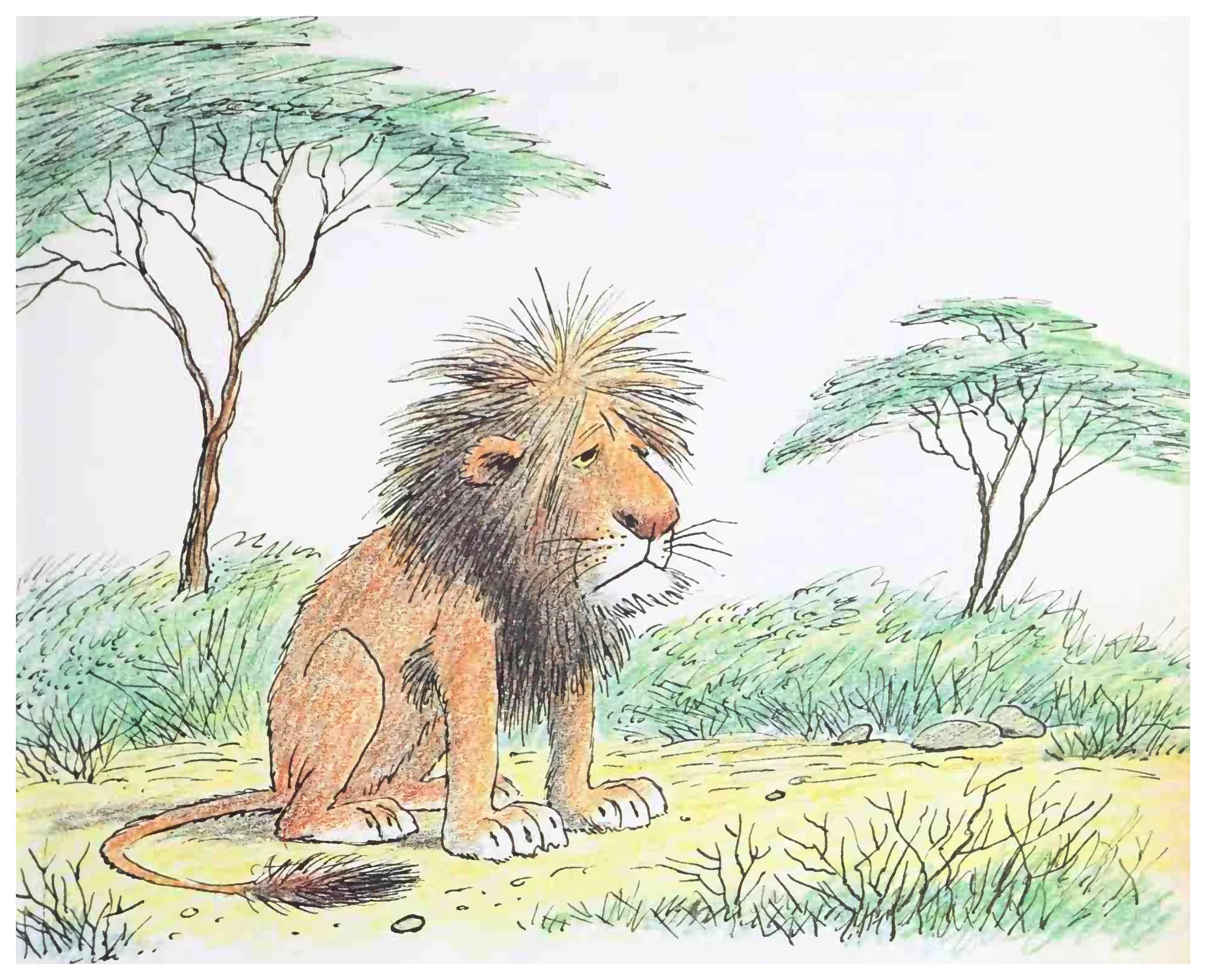 Eli the old lion sits alone on the savanna
