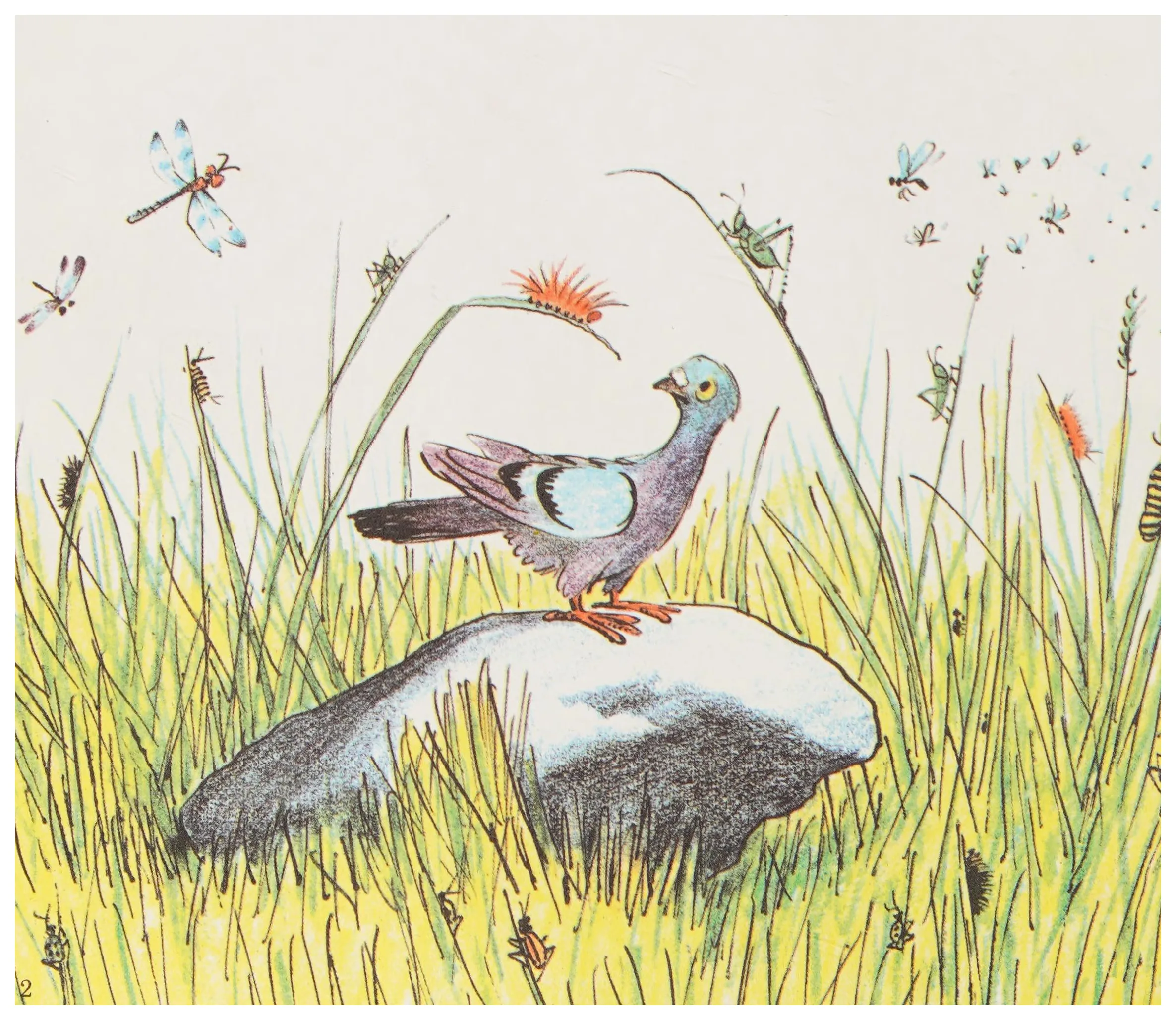 Homer the farm pigeon among the dragonflies and grass