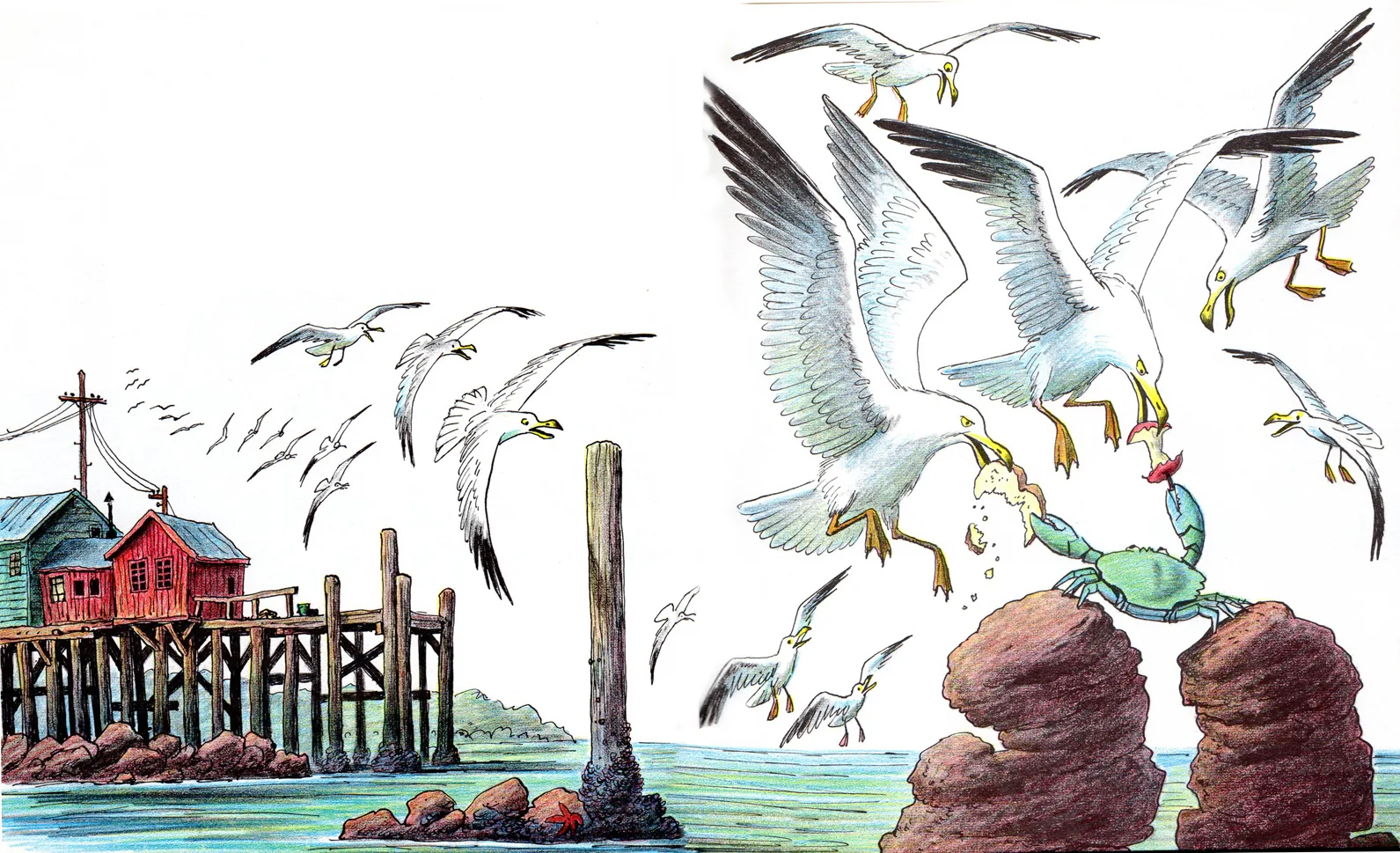 Gulls swarm a crab on the rocks by the wharf