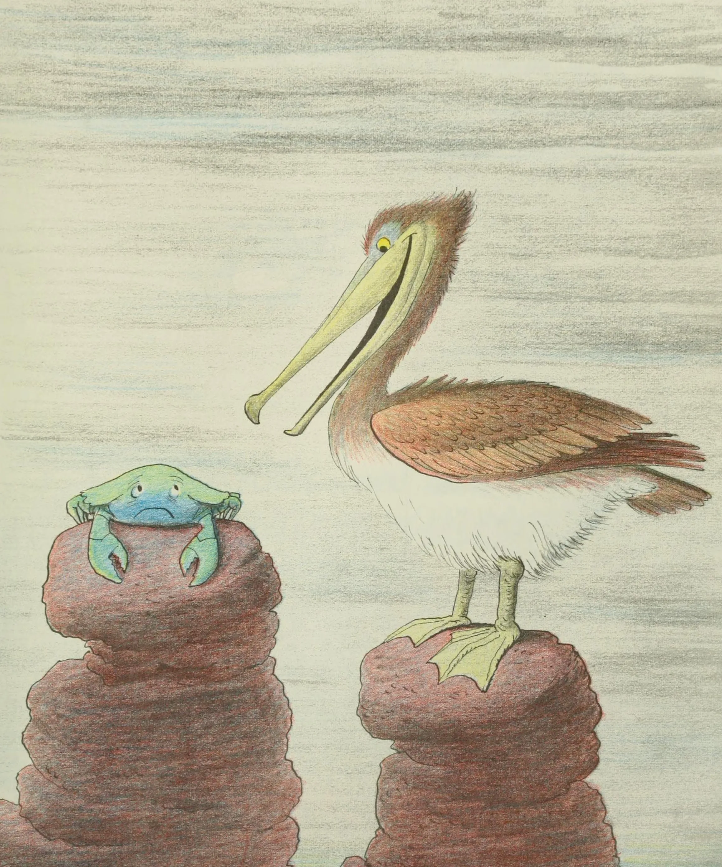 A pelican corners the miserly crab on the rocks