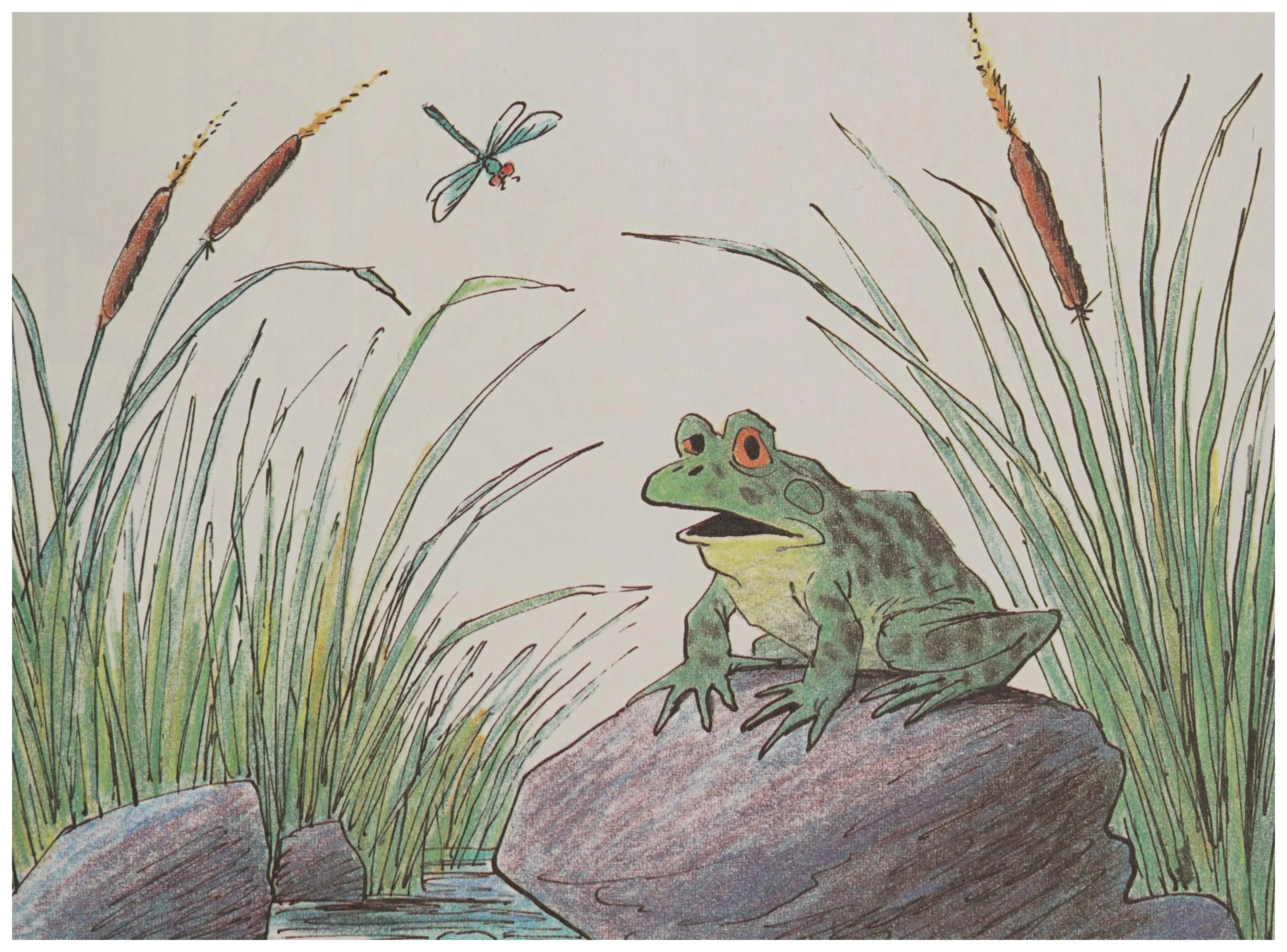 The frog perches on a rock among the cattails