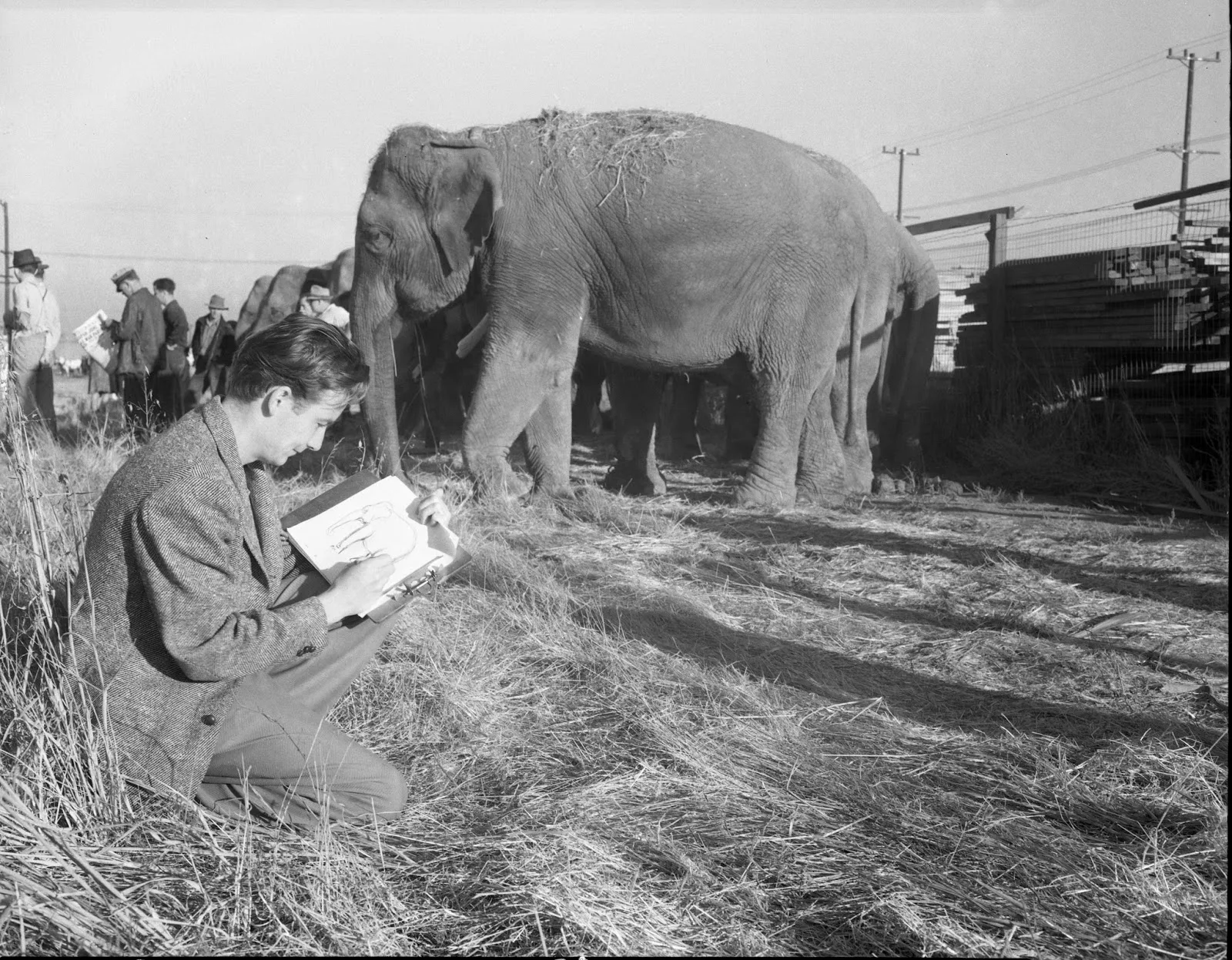 Bill Peet at his board sketching a row of elephants, a subject he returned to throughout his career