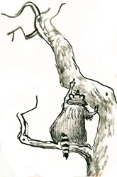 The old raccoon: illustration