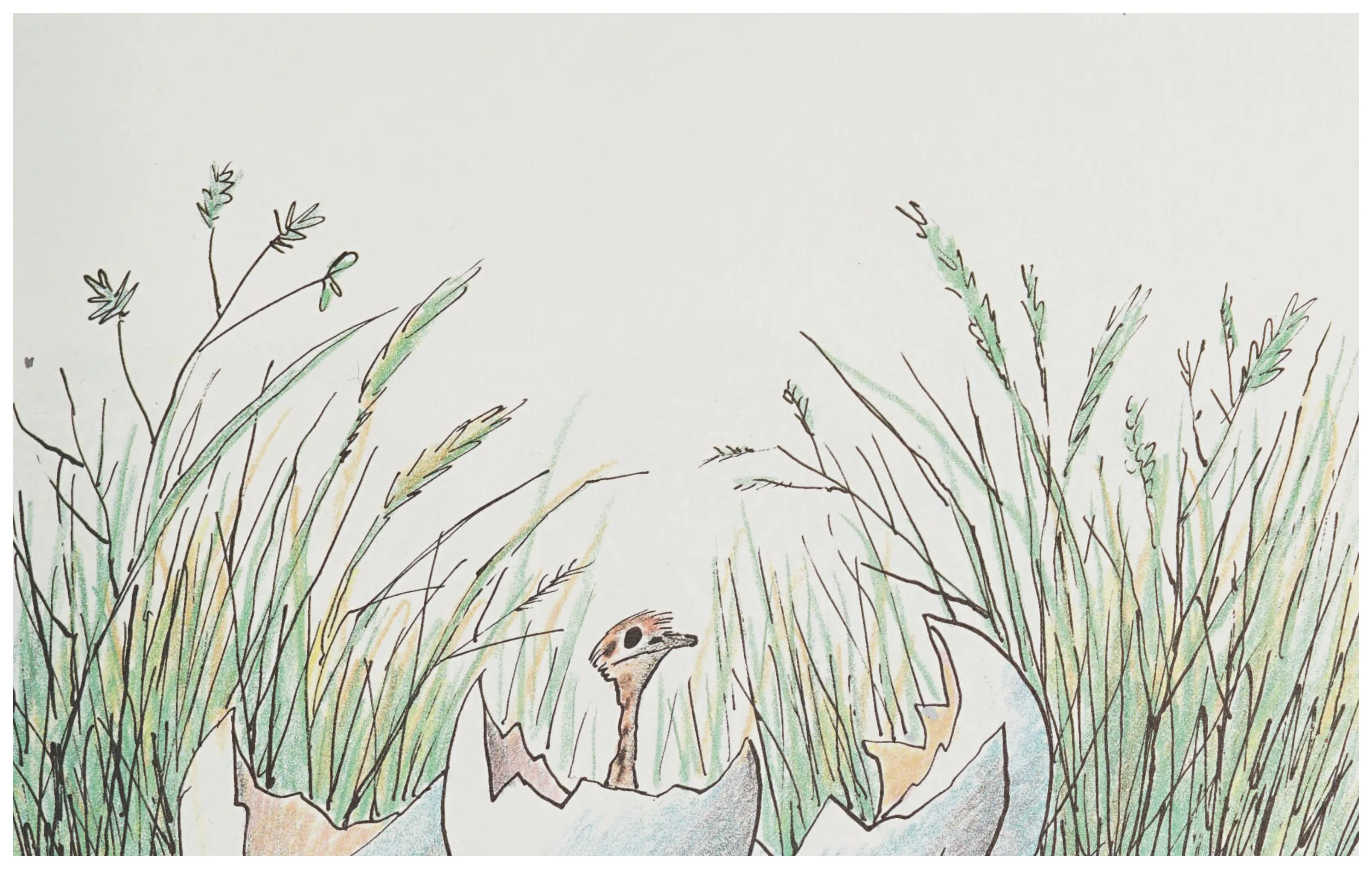 The newly hatched ostrich chick alone in the tall grass