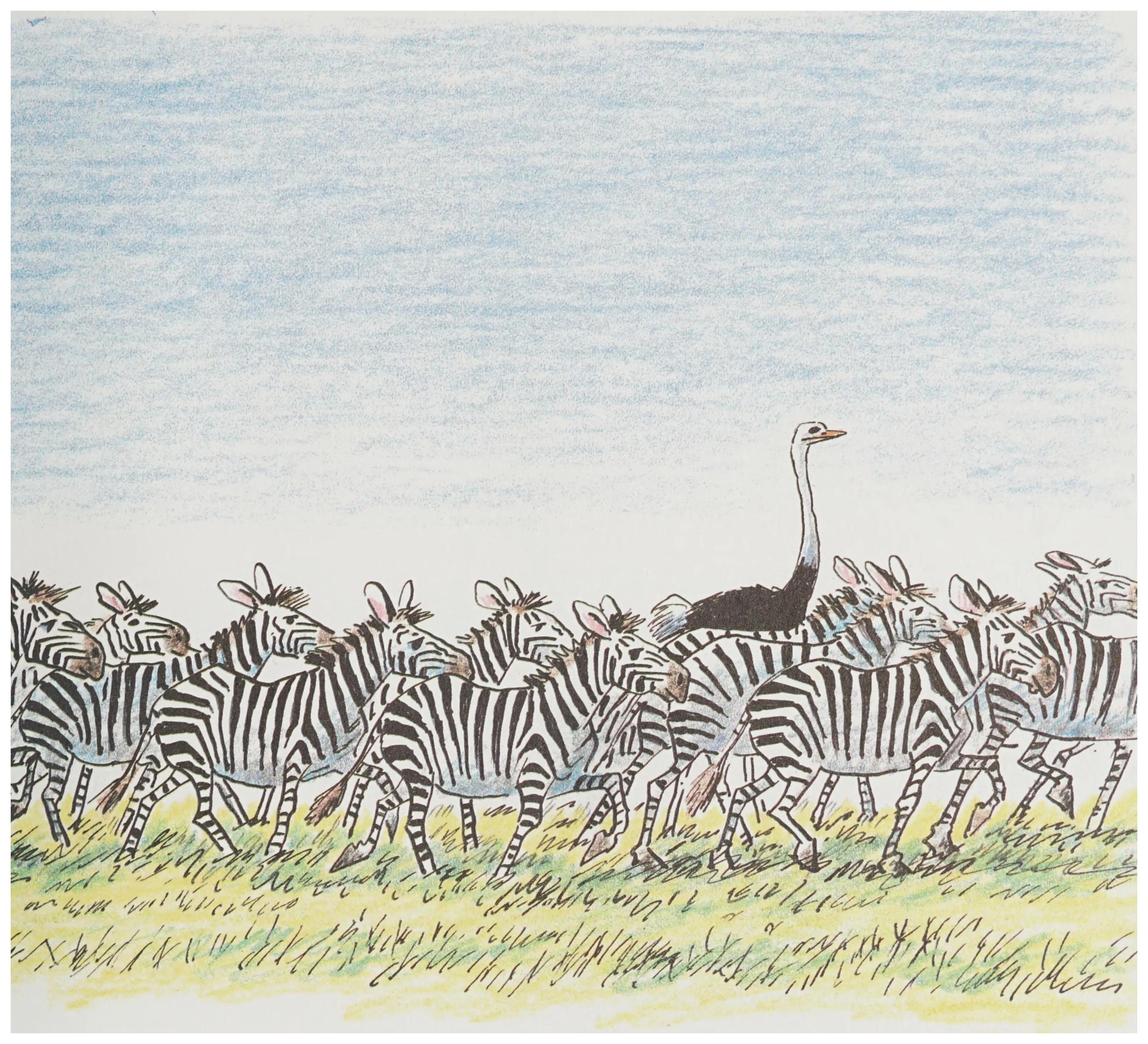 The ostrich travels among the great herd of zebras